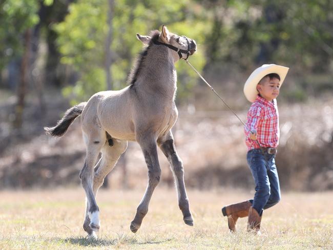 Eight-year-old twins Daniel and Wyatt Wong at Dayboro with Soloman. Picture: Annette Dew