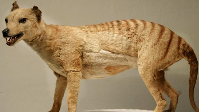 A Tasmanian tiger that was on display at the Australian Museum in Sydney. Picture: AFP