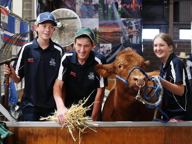 Nowra High School agricultural students Nate Dansey (13), Dustin Cochrane (13) and Marlee Harvey (13) with Mick Taylor the steer. Jane Dempster/The Sunday Telegraph.