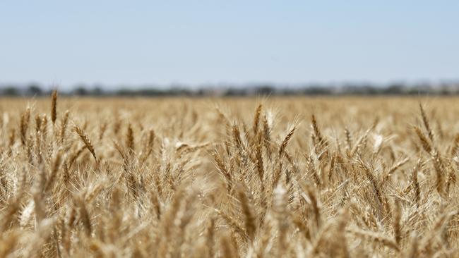 A good grain harvest in Australia and trade disruptions from the Black Sea have boosted the prospects of higher profits for GrainCorp. Picture: Zoe Phillips