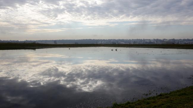 Riverstone wetlands are home to several bird species which locals say could be in danger of losing their breeding spots.