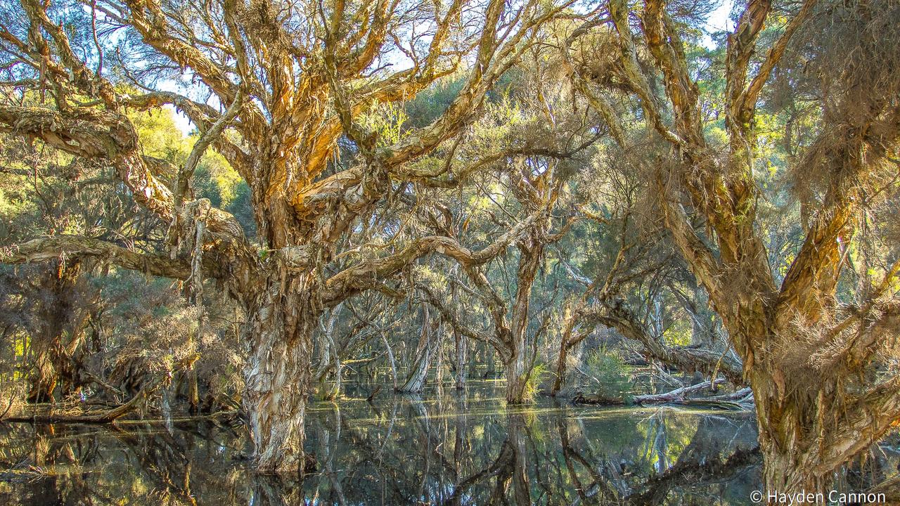 Landscape winner ‘Forest on Reflection’ by Hayden Cannon. Picture: Hayden Cannon/Australian Geographic Nature Photographer of the Year 2021