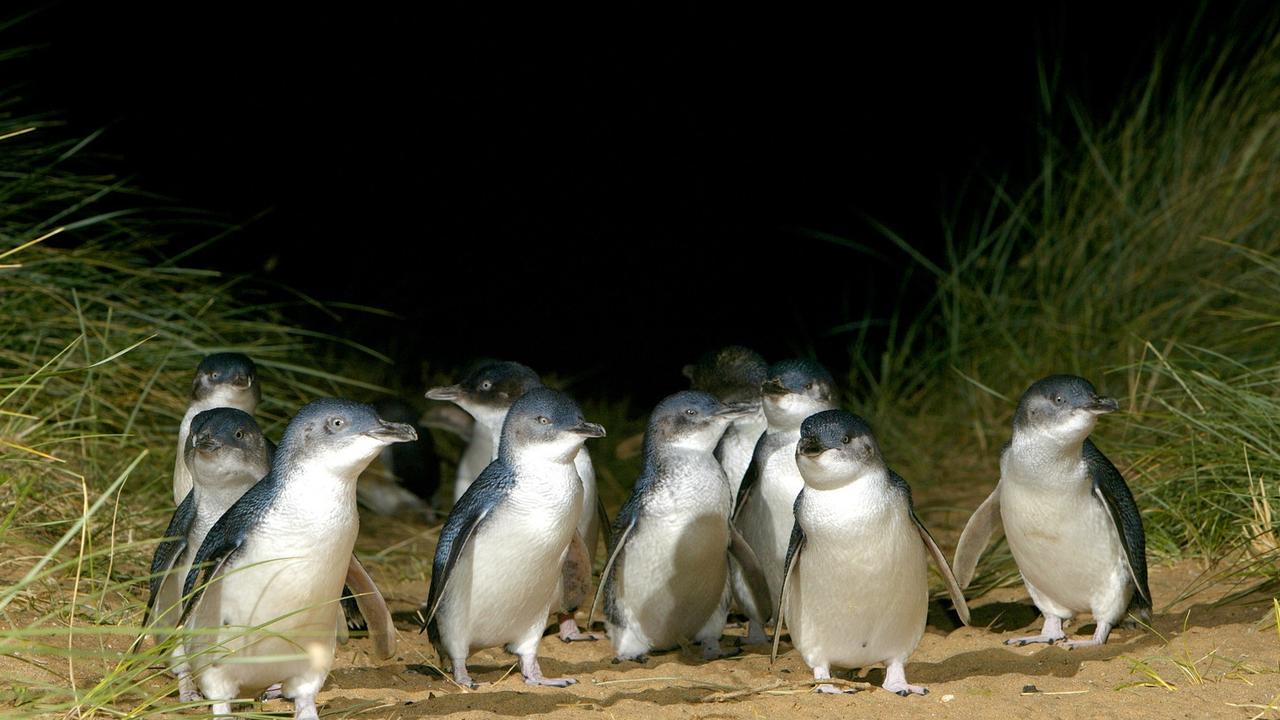 They’re adorable, sure – but there’s more to Phillip Island than just its penguins.