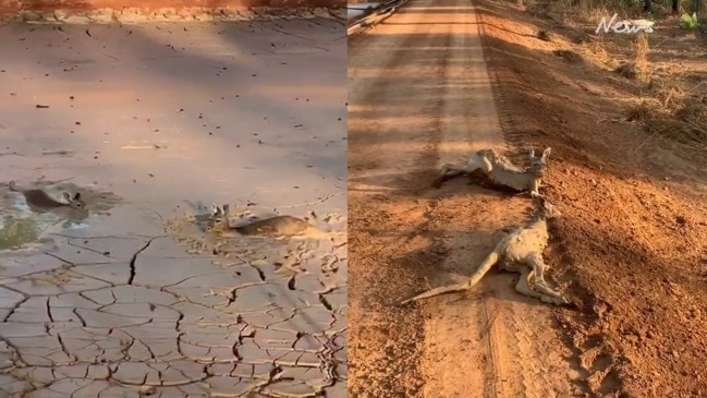 Kangaroos saved from dam