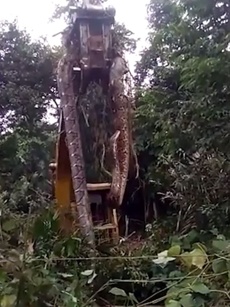 The snake was lifted by a digger. Picture: TikTok