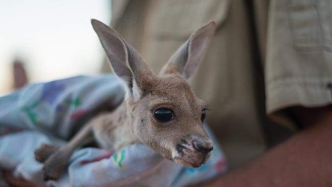 A joey at the Alice Springs Kangaroo Sanctuary Picture: Tourism NT/Matt Glastonbury