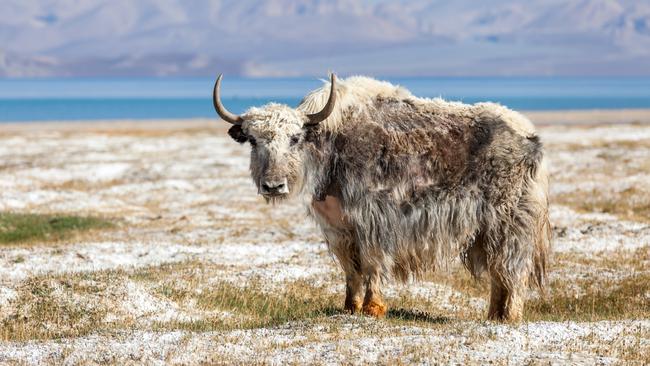 Yak at Karakul lake in Pamir, Tajikistan.