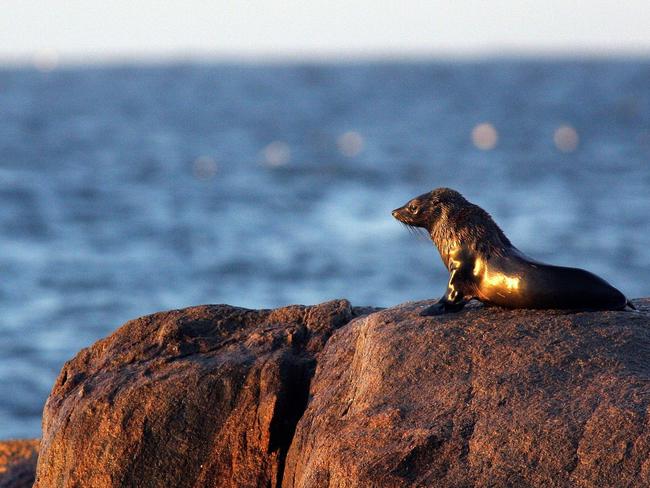 A fur seal on Montague Island waiting for a mate.