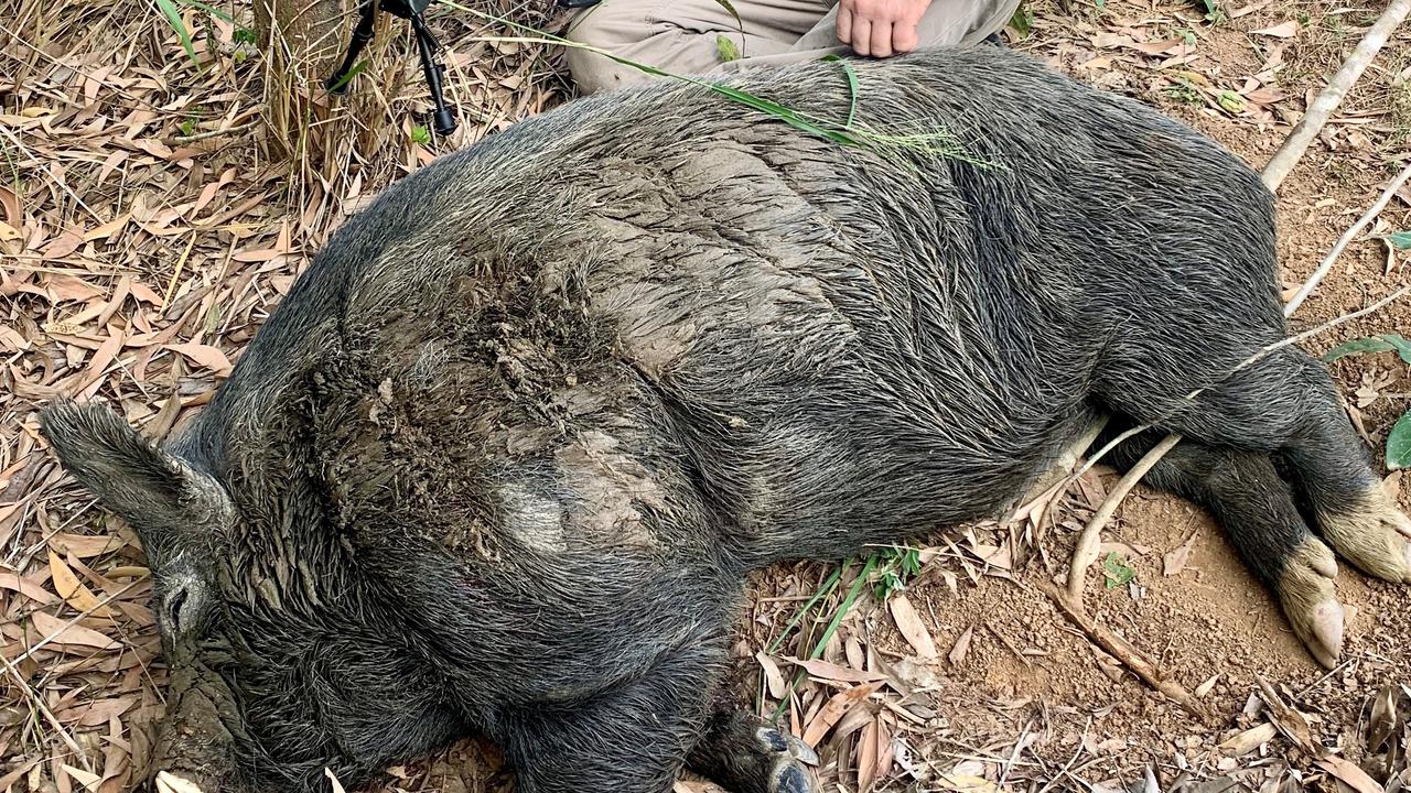 Gympie news: Hunter shocked by giant 140kg boar caught on Gympie region  farm | The Courier Mail