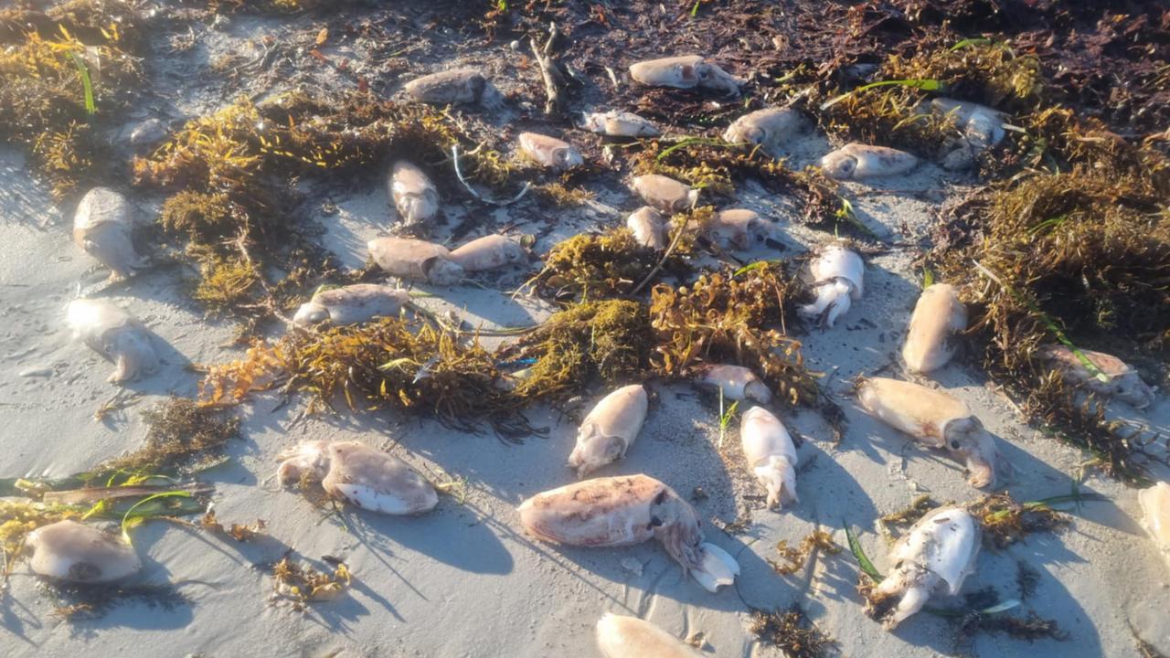 Fisherman and Tumby Bay local Samuel Kensworthy spotted dead cuttlefish spotted on Tumby Bay at the weekend. Picture: Supplied