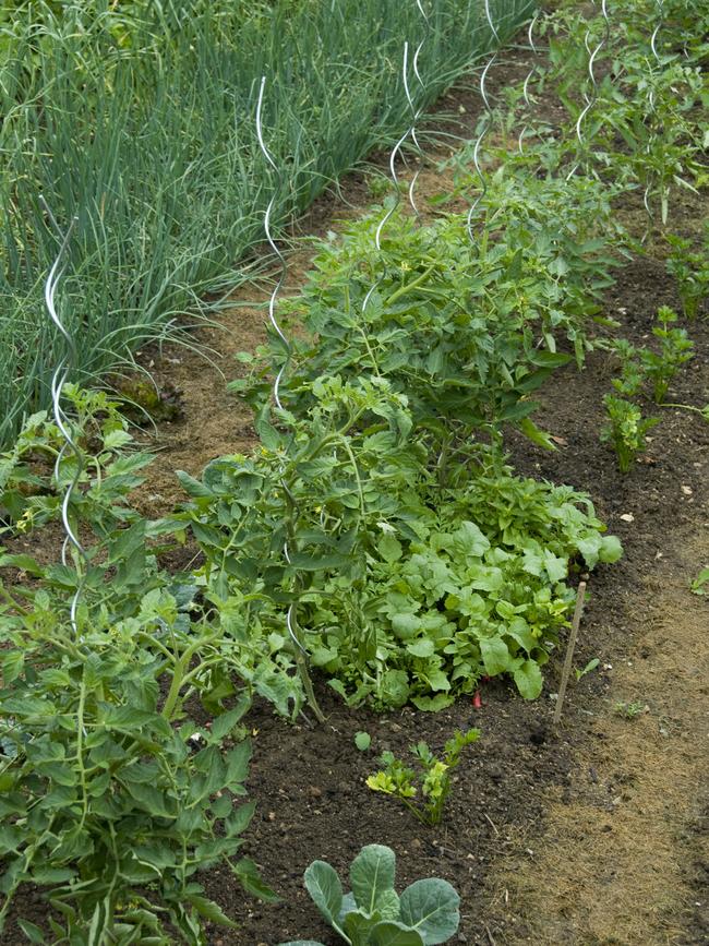 Your patch: Getting into your garden is a great way to stay occupied in isolation. Picture Fawcett Media