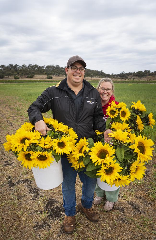 Tim and Katrina Dean collecting sunflowers to share with their elderly friends at Warraba Sunflowers, Saturday, June 22, 2024. Picture: Kevin Farmer