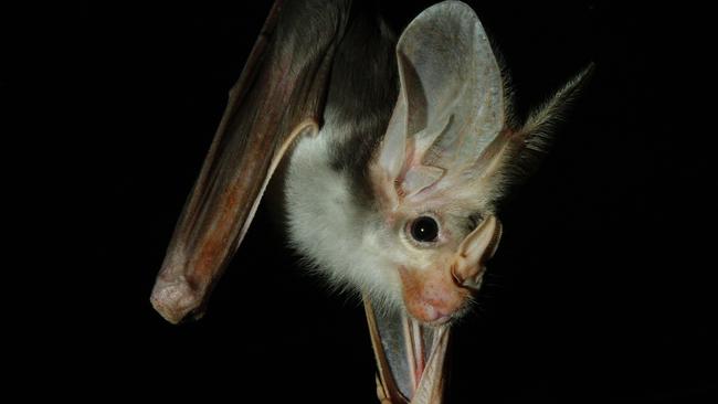 Australian Ghost Bats at their new exhibit at Sydney Wildlife World in Darling Harbour, Sydney.