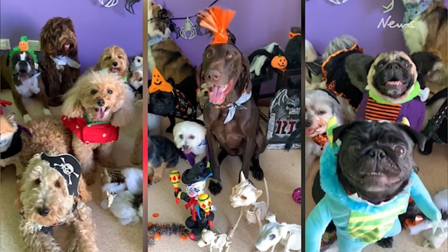 Pups get into Halloween spirit