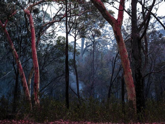 Charred trees near Bendalong caused by the recent NSW bushfires. Picture: Darren Leigh Roberts