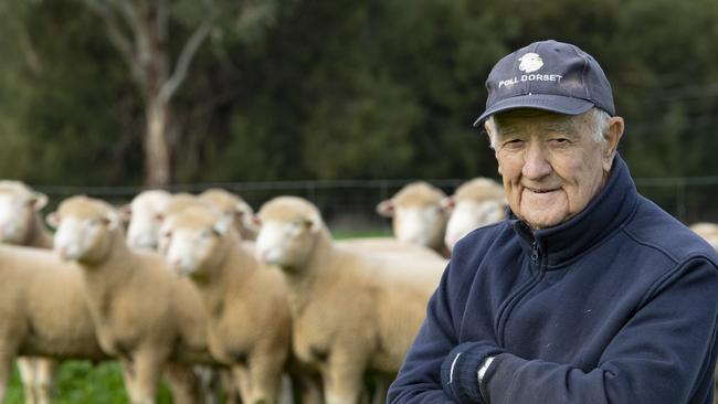 LIVESTOCK: Poll Dorsets: Donald McKinnonPoll Dorset breeder Donald McKinnon will show at this year's Australian Sheep and Wool Show. PICTURED: Donald McKinnon with his Poll Dorset rams.PICTURE: ZOE PHILLIPS