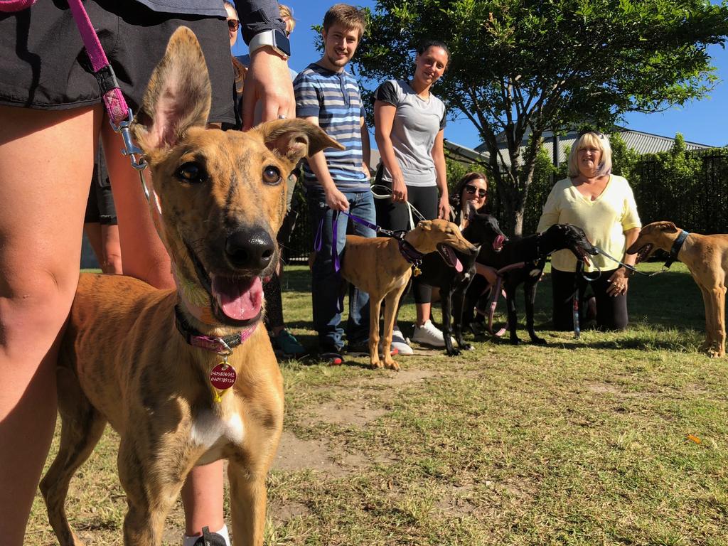 WATCH: Doggos and puppers invade The Globe for Rangers' annual Bark in the  Park