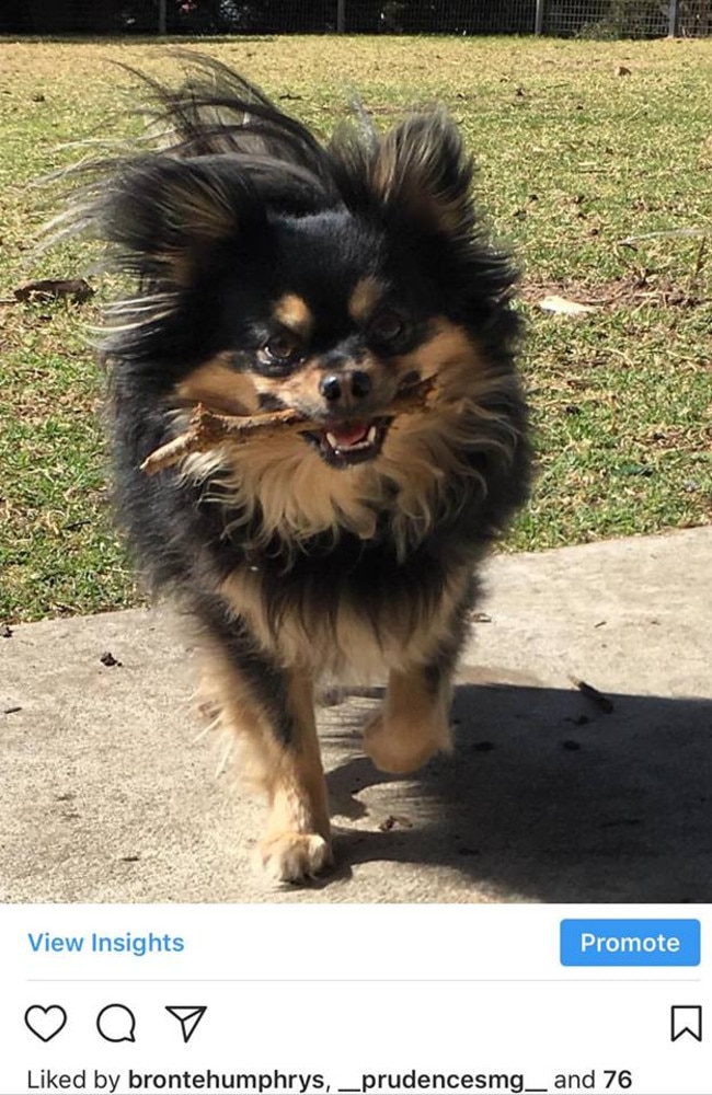 My ridiculously cute dog = 79 likes