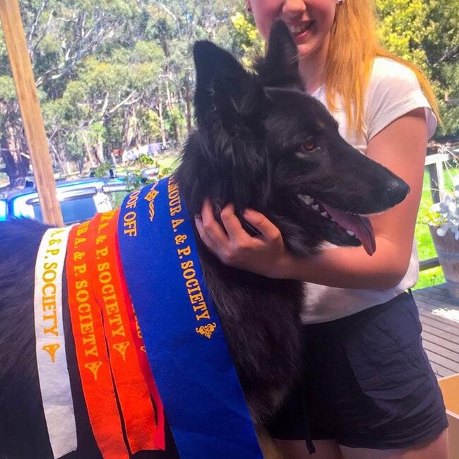 Willow the German Shepherd, resisting juicy bones at the Seymour Ag Show. Who would have thought this dog would win the distraction challenge? Picture: Belinda Cowburn