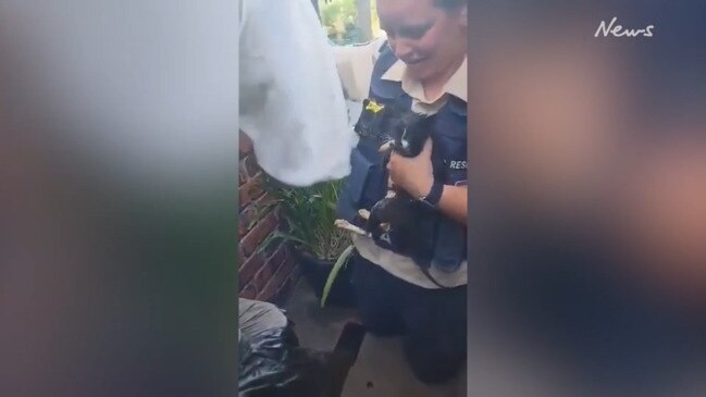 Watch the moment the kitten is miraculously rescued