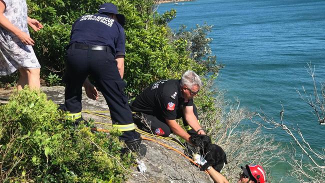 The scared pooch is handed over to firefighters from the Narrabeen and Crows Nest fire stations. Picture: NSW Police