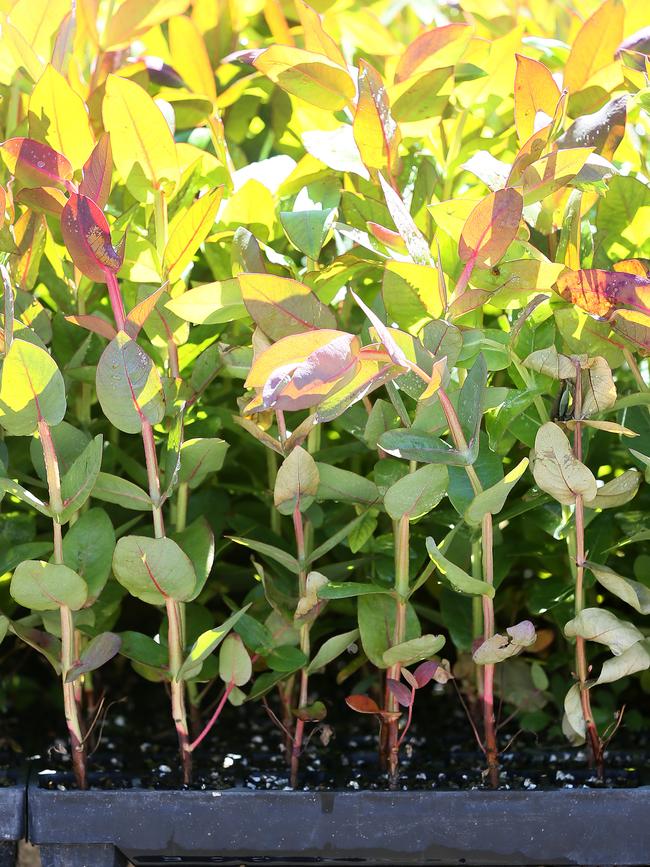 Seedlings in trays.