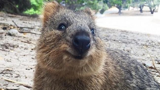 How could anyone play quokka soccer. Sadly, they have.  Picture: gwiltypleasure/Instagram