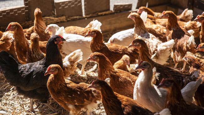 Capalaba Produce has been doing brisk business in laying hens since the start of the COVID-19 lockdown. Picture: Mark Cranitch