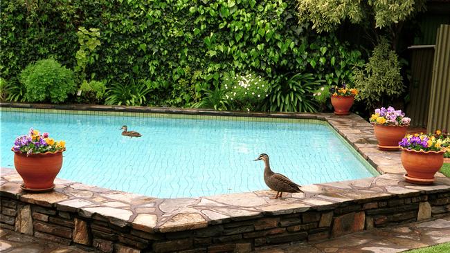 Ducks can split pool owners between those who like them and those, like Cook, who despise them. Picture: Stock.