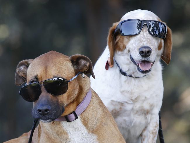 Mack and Viola the dogs lost control of their back legs yesterday and and were rushed to the vet. Initially they thought they had a slipped disc but it was unusual that it happened to both dogs at the same time.After further investigation, it was found that the dogs had eaten human poo at the park laced with marijuana and they were stoned. Viola and Mack wearing sun glasses, still feeling a little under the weather after ingesting the marijuana.    Picture: David Caird