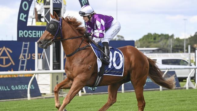 Highly Tempted can stamp himself as a Country Championships contender with a win at Port Macquarie. Picture: Bradley Photos