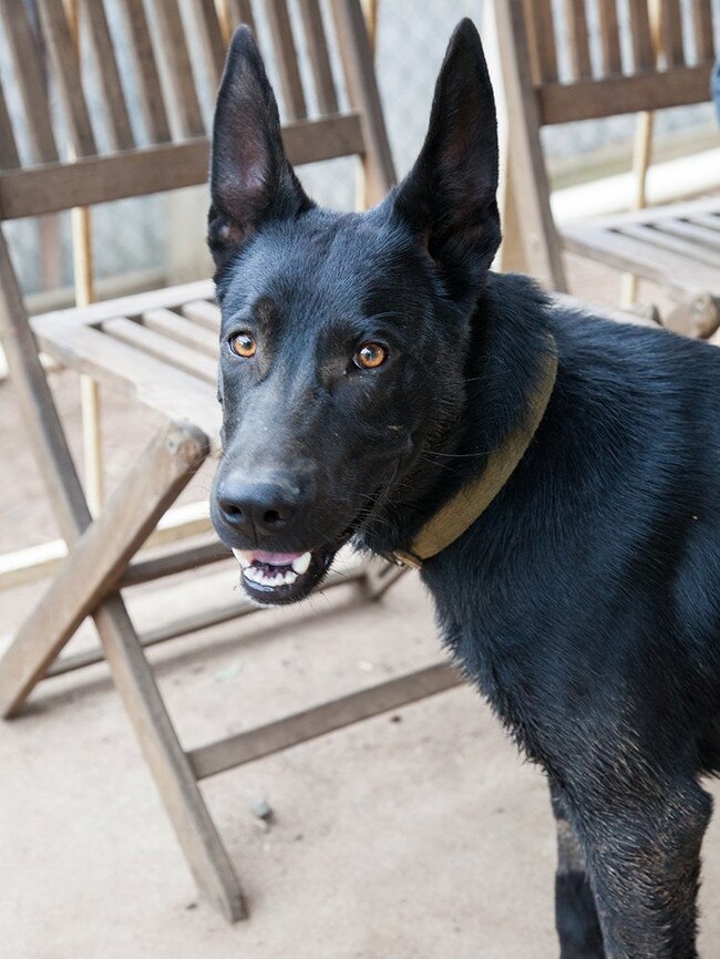 Generic image of black Malinois, the same breed residents allege is known in the area.