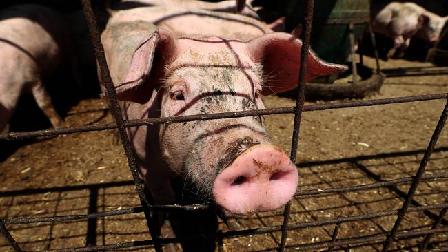 A pig on the farm run by Angie and Graeme Dent. Picture: Colin Murty