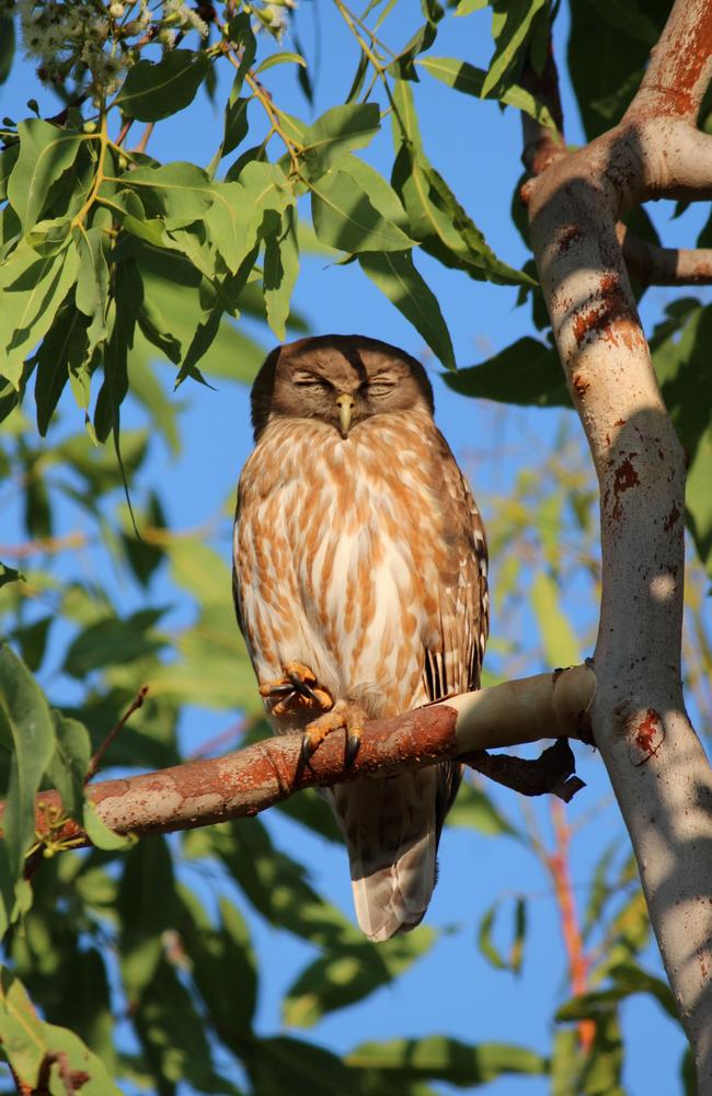 There has been an increase in wildlife on site like this Barking Owl. Picture: Supplied