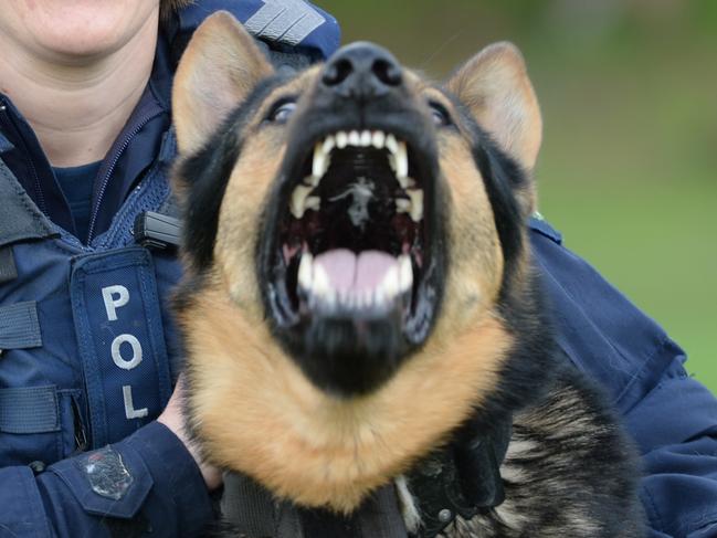 Sgt  Michelle Dench and her police  dog Archer at Dorset Recreation Reserve, Croydon. They have performed  many arrests in Knox, and were recently honoured with an award, after the Knox Inspector nominated them. Archer's bite is worse than his bark.  Picture: Lawrence Pinder