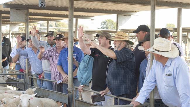 Buyers in action at the Bendigo Prime Sale on Monday morning. Picture: Zoe Phillips