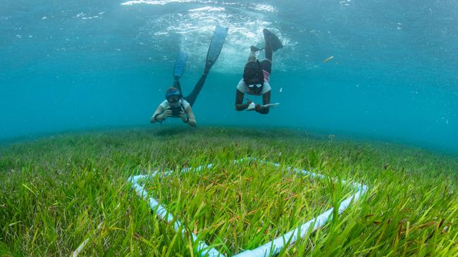 Assessing sea grass cover at Six Senses in the Maldives.