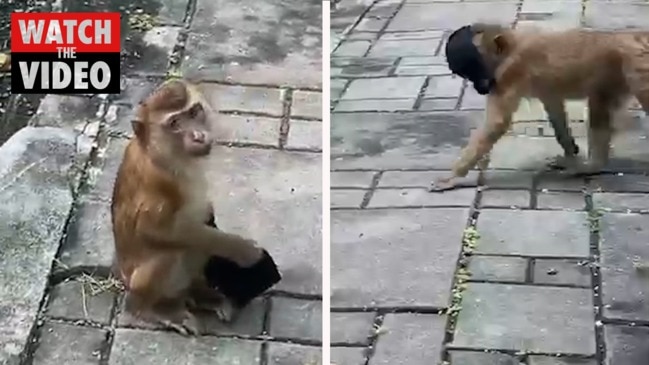 Adorable video shows monkey putting on a face mask | The Courier Mail