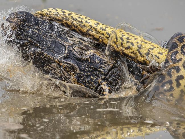 ONE TIME WEB USE ONLY - FEE APPLIES FOR REUSE -  An anaconda is captured attacking and killing the six-foot long Caiman, in Pantanal, Brazil. See SWNS copy SWCAcaiman: These incredible pictures show the epic battle as a 29-foot-long anaconda snake takes on member of the crocodile family in a fight to the death. A green anaconda is captured attacking the six-foot long Caiman, in Pantanal, Brazil after finding it in the swamps of tropical wetland where both species live. The anaconda can be seen wrapping itself around the member of the crocodile family trying to suffocate the caiman. Wildlife photographer Kevin Dooley, 58, was "lucky enough" to capture this extremely intense moment and says he has "never captured anything like this before."