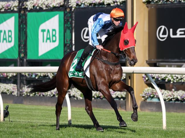 Duais on the way to the barriers prior to the running of the TAB Turnbull Stakes at Flemington Racecourse on October 01, 2022 in Flemington, Australia. (Photo by George Sal/Racing Photos via Getty Images)