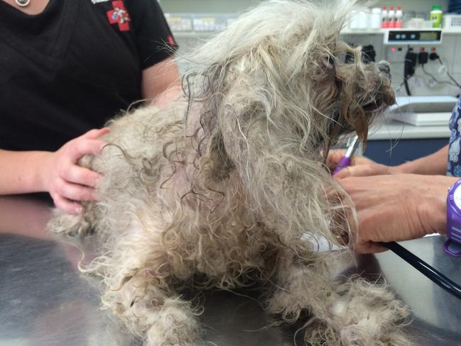 Zoe at the vet, after her ordeal. She was also suffering neglect. Picture: RSPCA