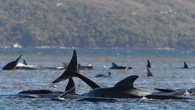 Whales stranded near Strahan Tasmania. Picture: BRODIE WEEDING/THE ADVOCATE