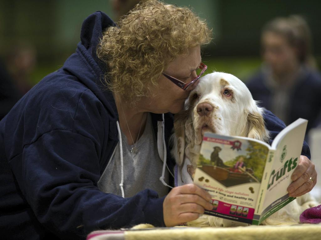 A spinone Italiano sits with its owner at the Birmingham National Exhibition Centre (NEC) on the first day of the Crufts Dog Show 2019. Picture: AP