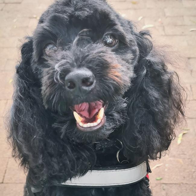 Jasper: Lizzy N Simmo's 3 year old Toy Poodle