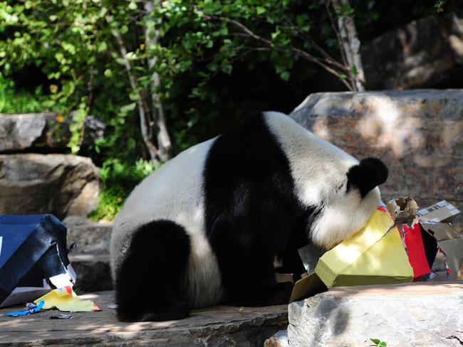 No Wang Wang, you idiot. That’s garbage Funi’s up the other end of the enclosure.  Pic Mark Brake