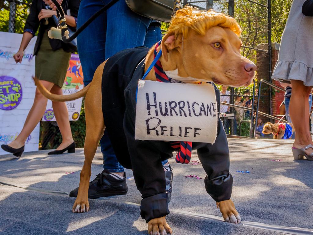 Trump Dog attends the 27th Annual Tompkins Square Halloween Dog Parade was held on October 21, 2017; thousands of costumed canines and spectators marched on Tompkins Square Park to participate in the countrys largest Halloween Costume Parade for dogs. Picture: Getty Images.