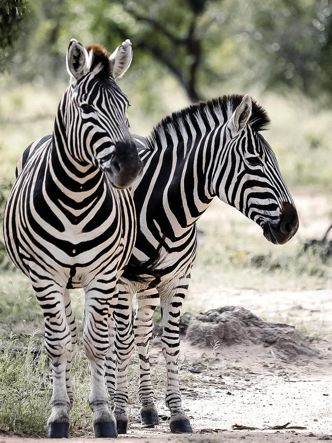 Zebras on a game drive. Picture: supplied.