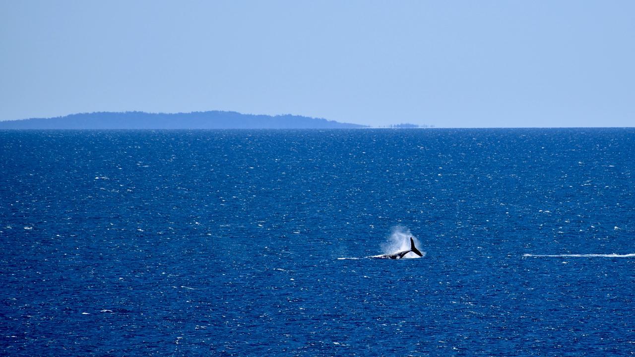 Whales breaching off the Mackay coast as they swam past Lamberts Lookout on Sunday. Picture: Rae Wilson