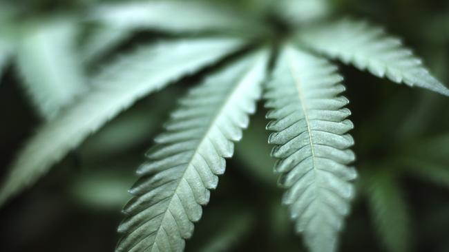 Laws will make smoking cannabis legal in the nation’s capital from January. Picture: AP/Richard Vogel