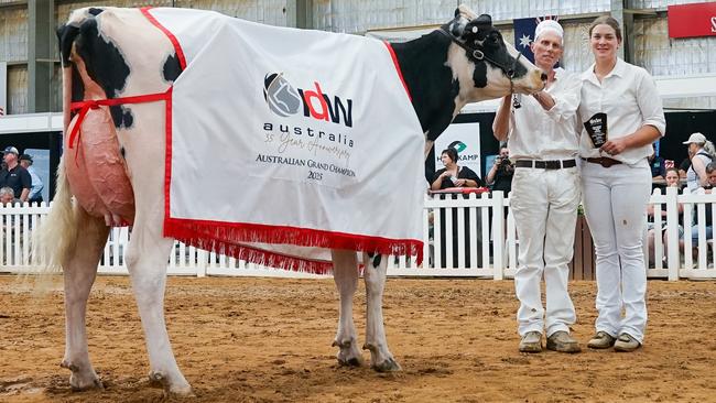 Matt and Nicola Templeton, from Dixie, won All Breeds Intermediate Champion at International Dairy Week with View Fort Lambda Butter. Picture: Rachel Simmonds